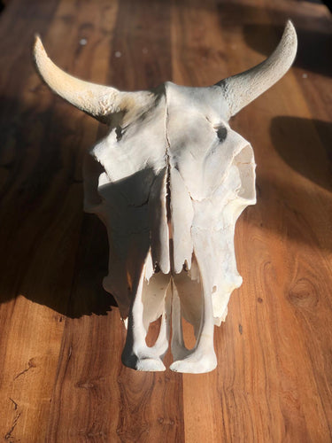 White ox skull